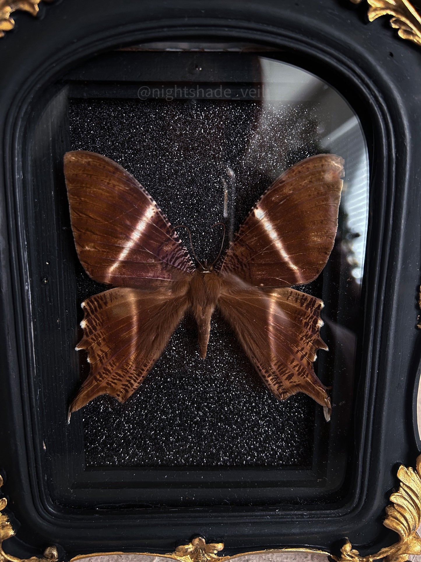 Lyssa zampa moth