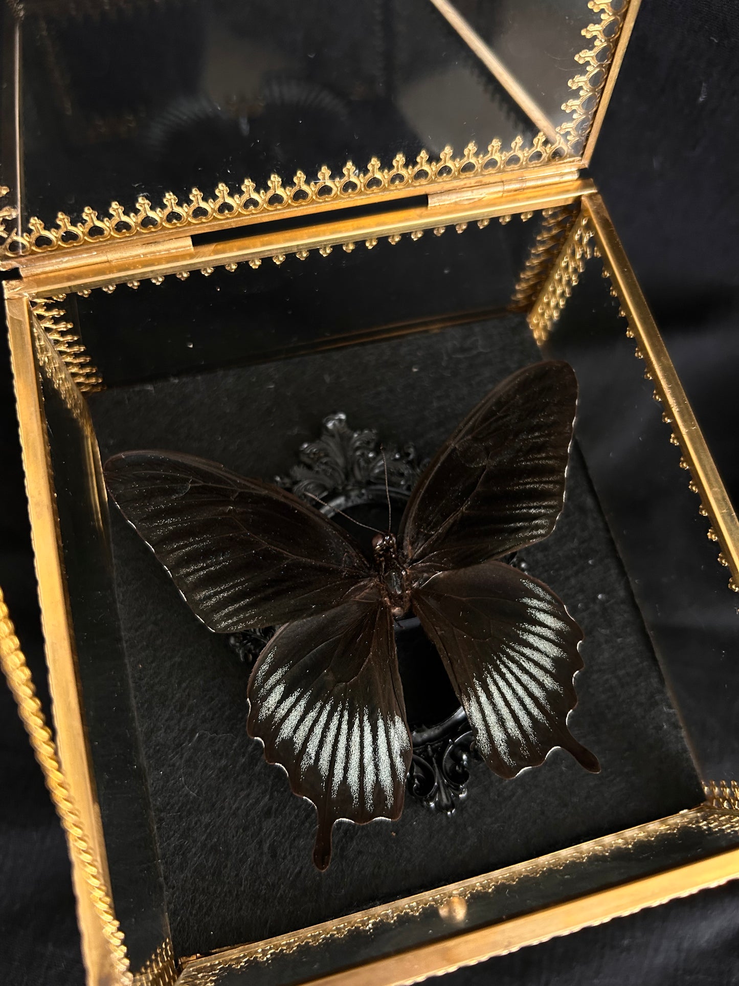 Dark Papilio