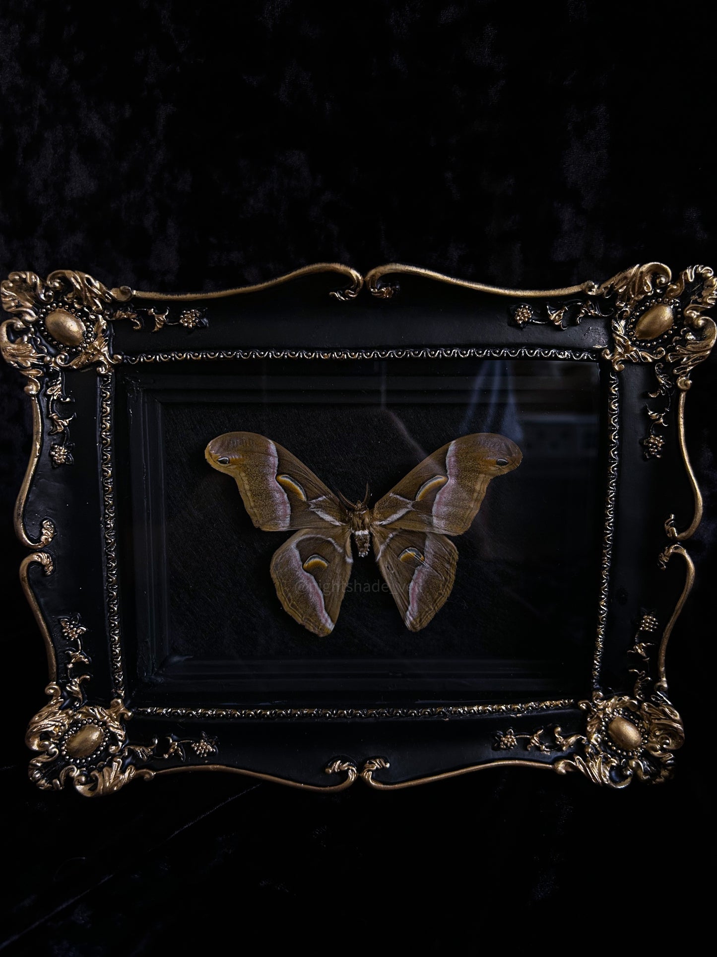 Samia Saturn Moth